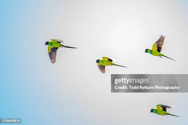 group of parrots - parrot stock pictures, royalty-free photos & images