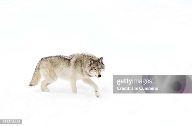 timber wolf in snow - wolf imagens e fotografias de stock