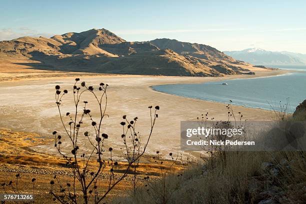 beach on the great salt lake - ilha de antelope imagens e fotografias de stock