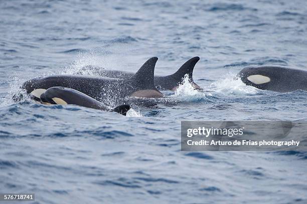 animal wildlife - killer whale stock-fotos und bilder