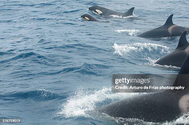 orca pod, with baby, in the strait of gibraltar - gibraltar fotografías e imágenes de stock