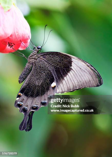 papilio palinurus upper side butterfly - papilio palinurus stock pictures, royalty-free photos & images