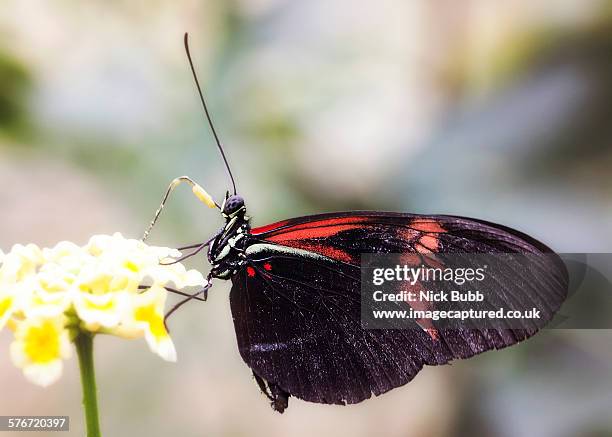 hybrid heliconius melpomene and erato butterfly - banded orange heliconian butterfly stock pictures, royalty-free photos & images