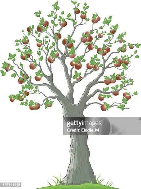 apple tree/pommier - apple trees stock illustrations