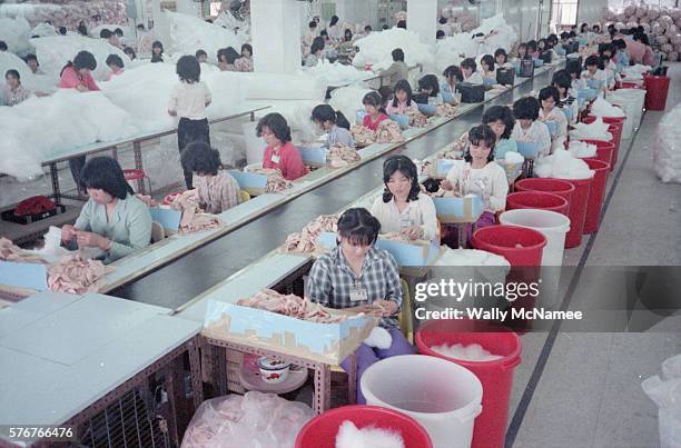 Factory workers stuff and sew Cabbage Patch Dolls in a large factory in 1983, while these dolls were extremely popular in the US. Workers came to...