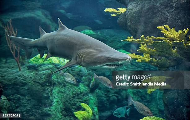 sand tiger shark roaming the reef - sand tiger shark stock pictures, royalty-free photos & images