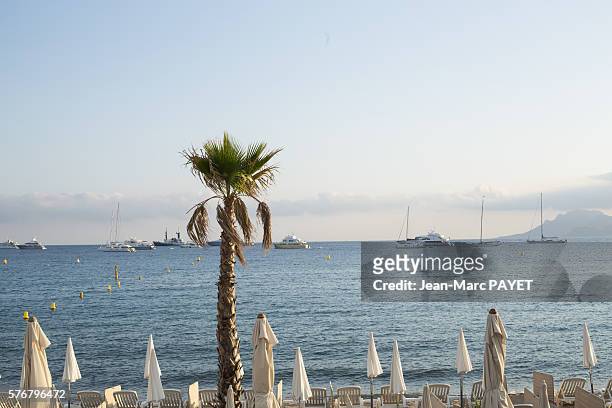 palm tree in front of cannes' beach and its sun shade - jean marc payet stock-fotos und bilder