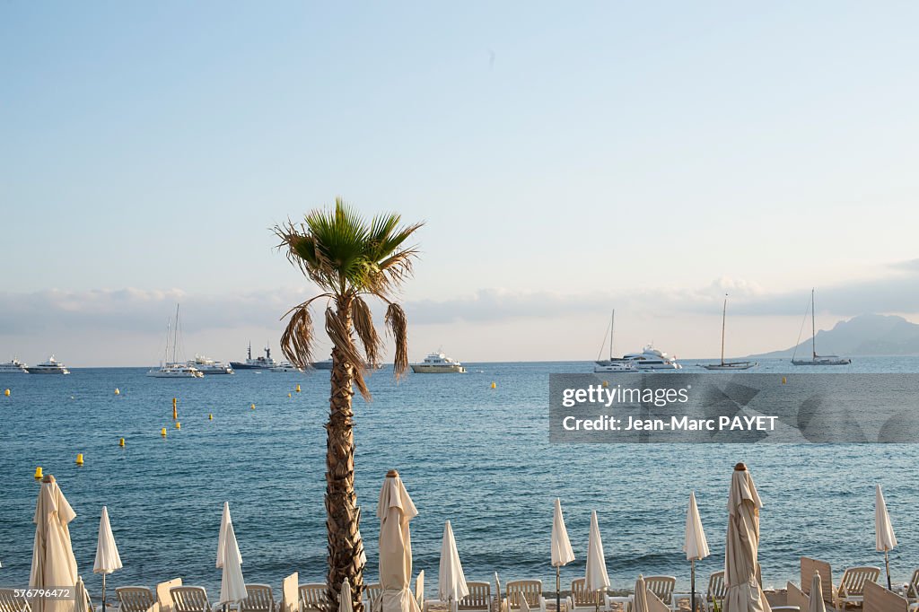 Palm tree in front of Cannes' beach and its sun shade