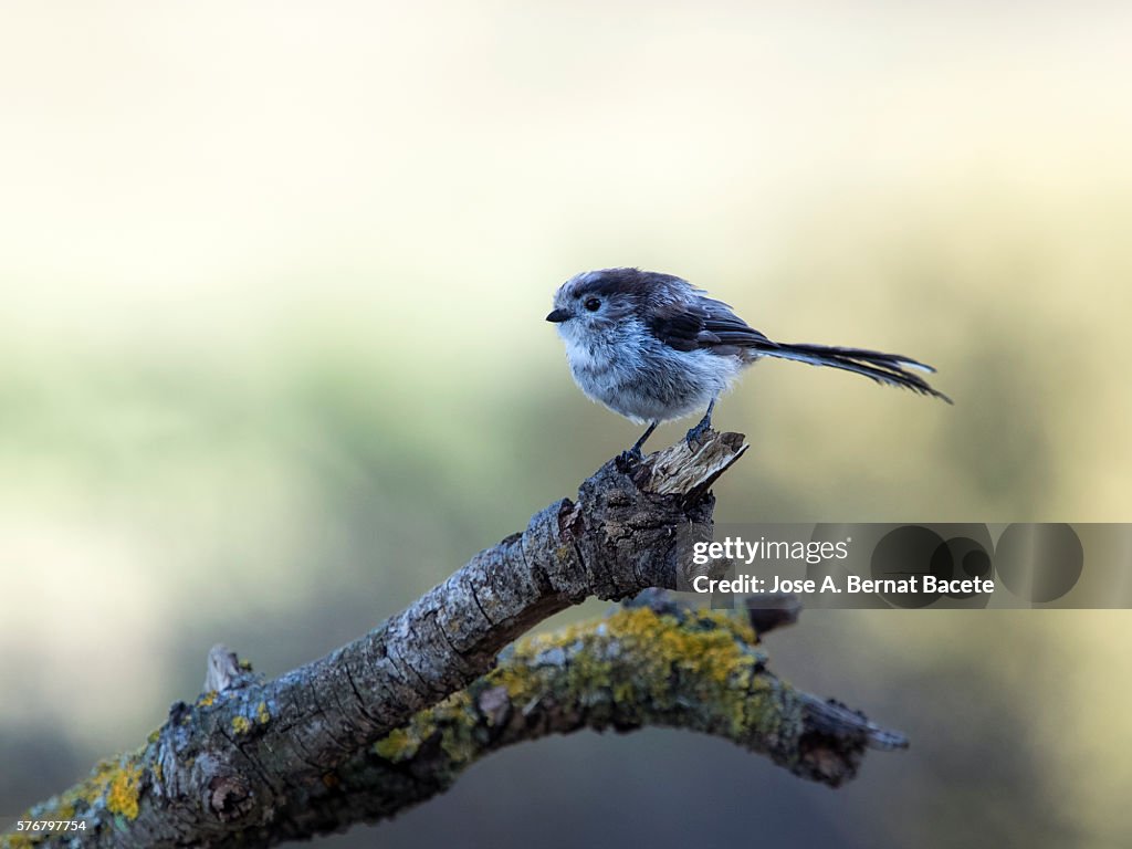 Young bird. White Wagtail (Motacilla alba) , Walking on a trunk. It is a species of bird paseriforme of the family Motacillidae.