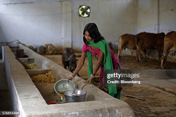 Attendant Susheela Kumari pours urine from a collection bowl into a container at a cow shelter where urine is processed in Bulandshahar, Uttar...