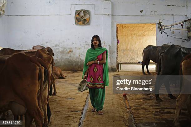 Attendant Susheela Kumari waits to collect urine at a cow shelter where urine is processed in Bulandshahar, Uttar Pradesh, India, on Friday, June 17,...