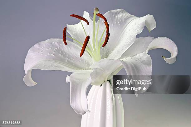 lily casablanca in vase - モロッコ カサブランカ ストックフォトと画像