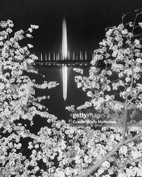 Blooming Tree and Washington Monument