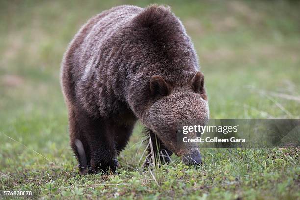 grizzly bear sow, ursus arctos horribilis, foraging in kananaskis country, alberta, canada - grizzly bear attack stock-fotos und bilder