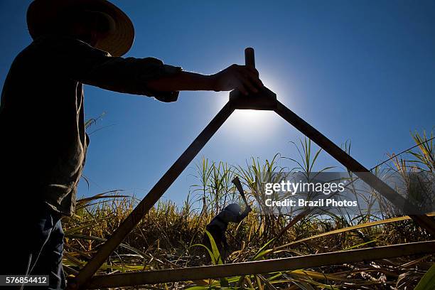 Sugarcane cutters - compass, tool used for measuring worker´s daily production. Cosmopolis city region, Sao Paulo State, Brazil. Biofuel, Ester...