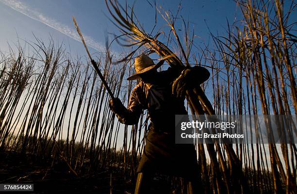 Sugarcane cutters, Cosmopolis city region, Sao Paulo State, Brazil - Biofuel, Ester ethanol and sugar plant.