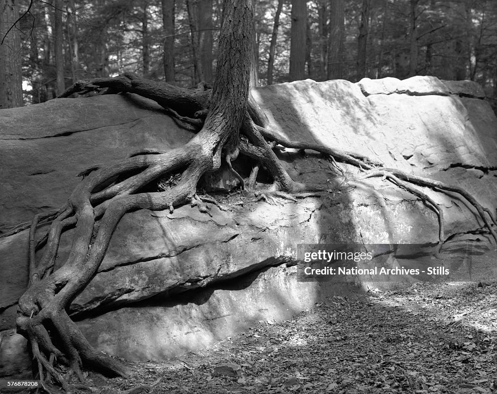 Tree Growing from a Rock
