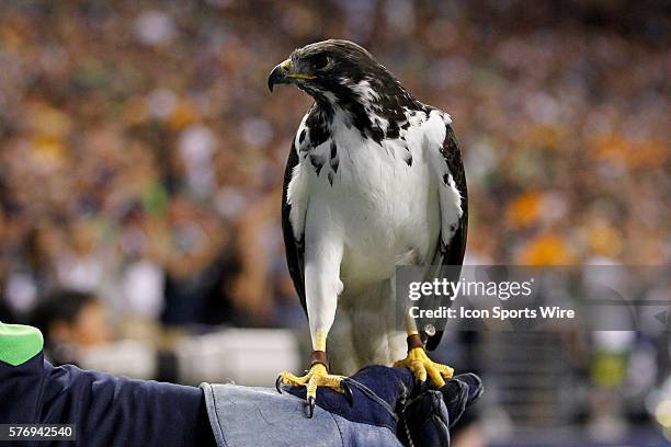 Taima the hawk rests on his keeper's hand during the NFL regular season game between the Green Bay Packers and the Seattle Seahawks at CenturyLink...