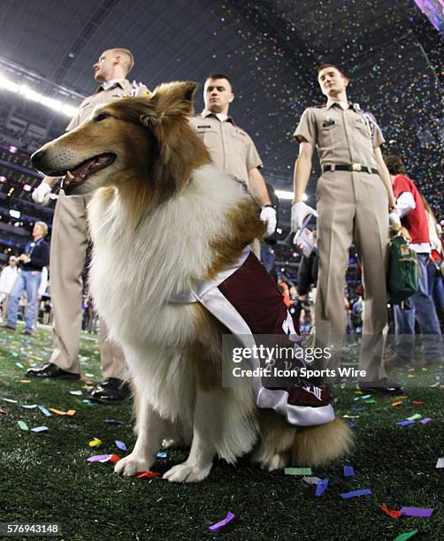 January 2013 - Texas A&M mascot Reveille takes it all in after the AT&T Cotton Bowl game between the Texas A&M Aggies and the Oklahoma Sooners at...