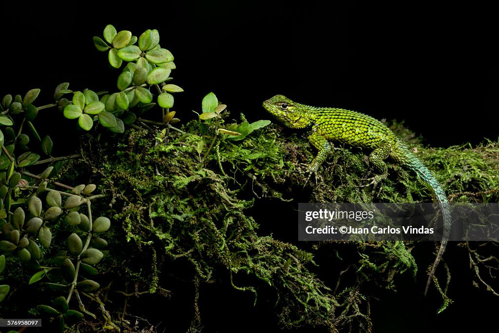 Green Spiny Lizard