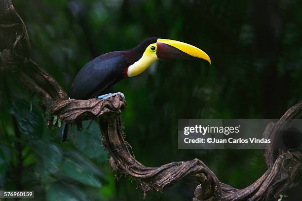 Black-mandibled Toucan