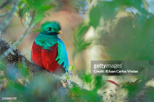 resplendent quetzal - quetzal stock pictures, royalty-free photos & images