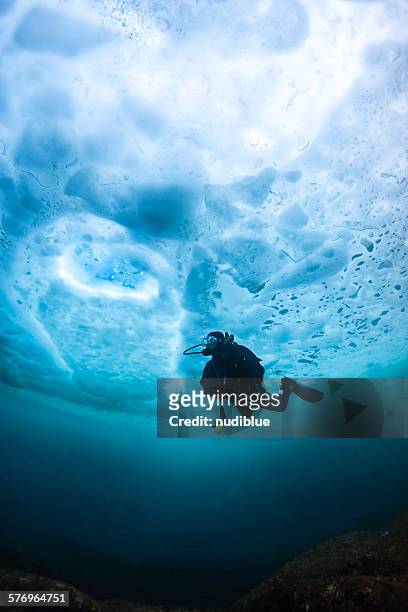 under ice - sea life stock pictures, royalty-free photos & images