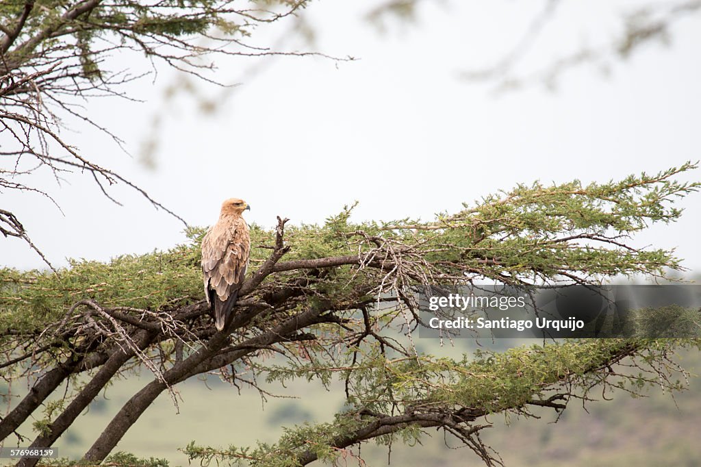 Tawny eagle perched on an acacia tree