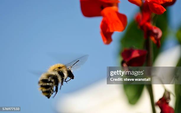 bumble bee - scarlet runner bean stock pictures, royalty-free photos & images