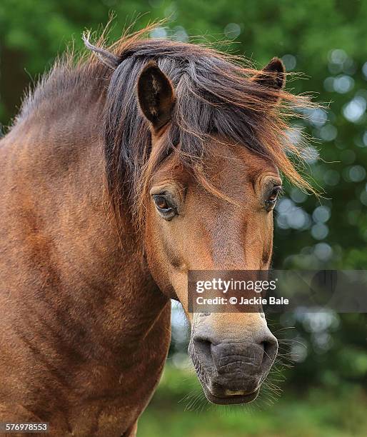 exmoor pony - exmoor pony stock pictures, royalty-free photos & images