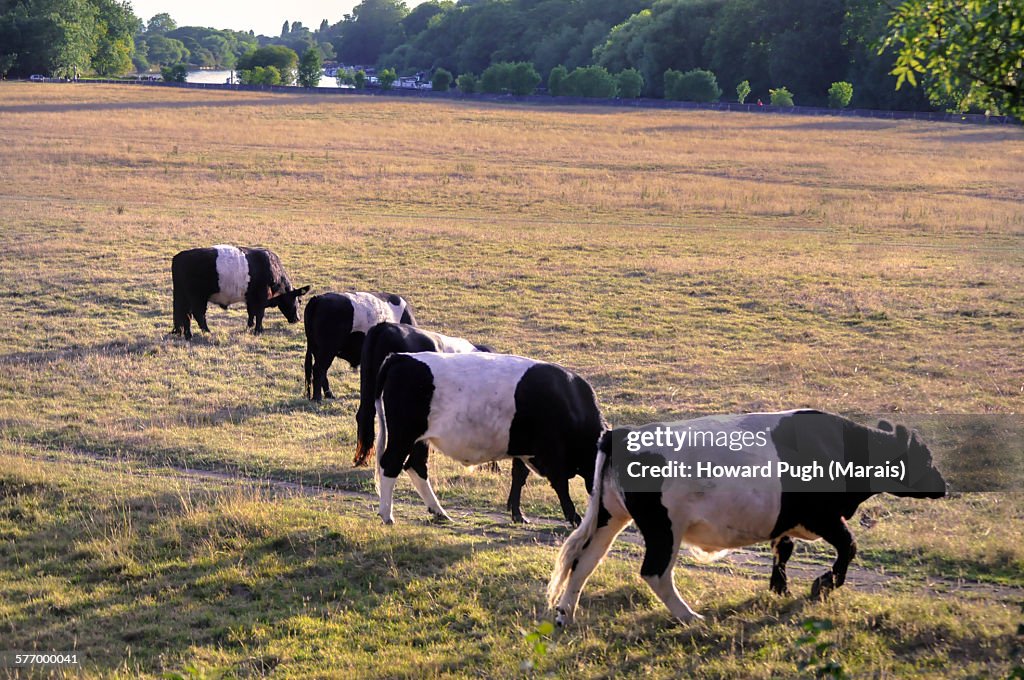Belted grazing rights