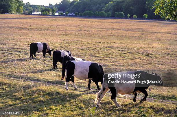 belted grazing rights - howard ranch - fotografias e filmes do acervo