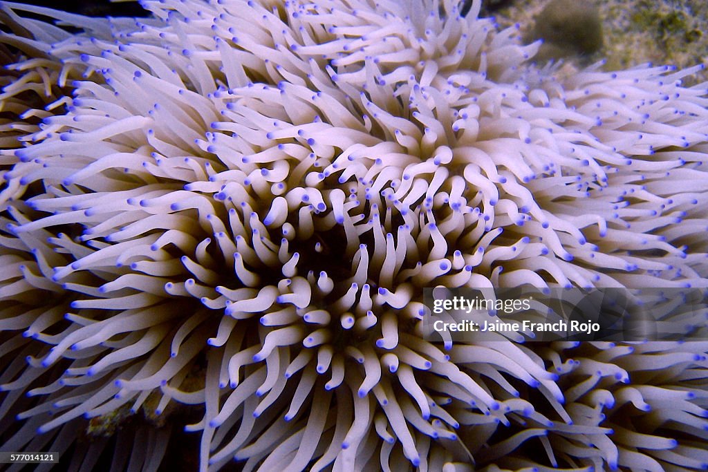 Leathery sebae sea anemone