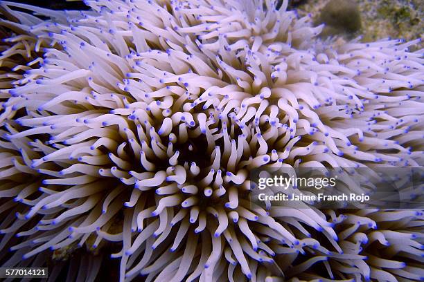 leathery sebae sea anemone - sebae sea anemone stock pictures, royalty-free photos & images