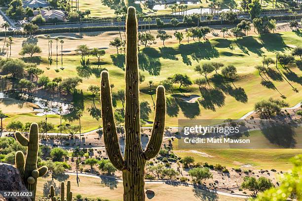 cactus and golf course. scottsdale. arizona - arizona golf stock pictures, royalty-free photos & images