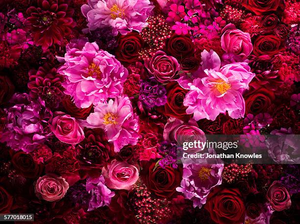 red and pink cut flowers, close up - abundance flowers stock pictures, royalty-free photos & images