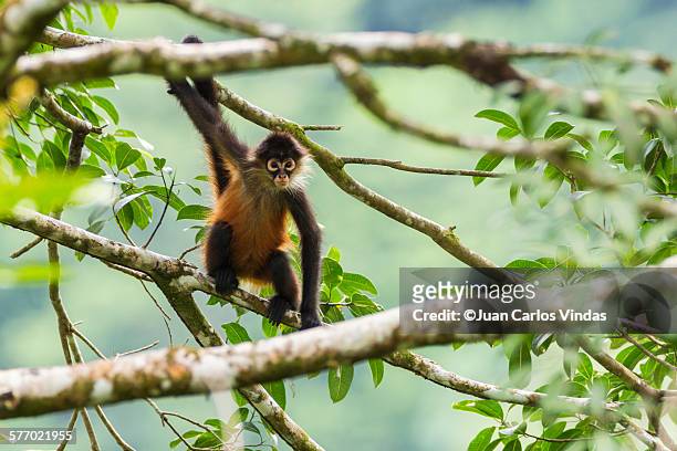 geoffroy´s spider monkey - costa rica wildlife stock pictures, royalty-free photos & images