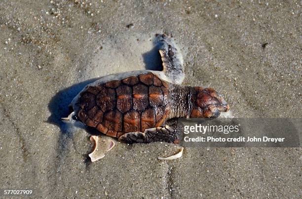 loggerhead sea turtle hatchling - hilton head stock pictures, royalty-free photos & images