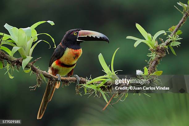 collared aracari - bromeliad fotografías e imágenes de stock