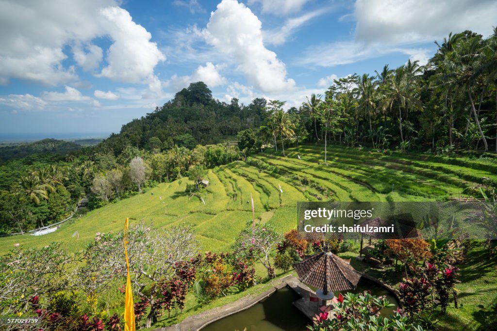 Rice fields at Bali