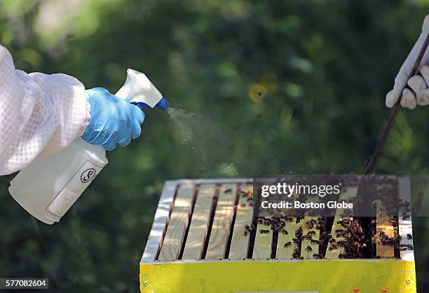 Soluting Bee Sugar Solution Photos and Premium High Res Pictures - Getty Images