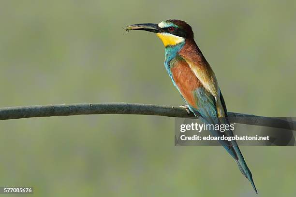 bee eater catching grasshopper - edoardogobattoni stockfoto's en -beelden