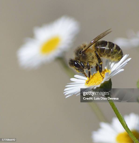 bee sucking daisy - pollen basket stock pictures, royalty-free photos & images