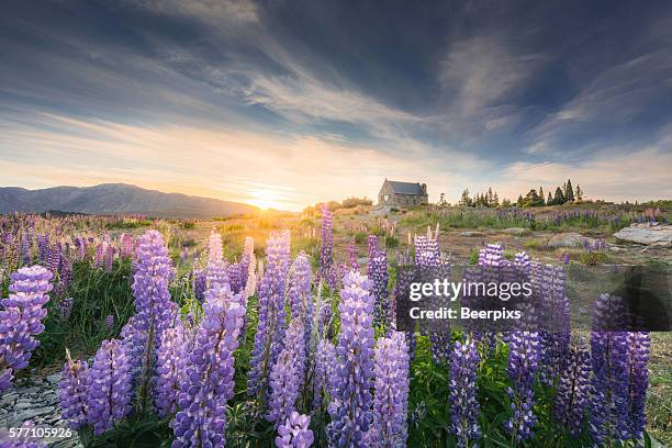 sunrise at church of the good shepherd with blooming lupine in lake tekapo in new zealand. - tekapo stock-fotos und bilder