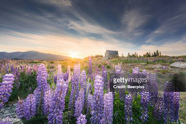 sunrise at church of the good shepherd with blooming lupine in lake tekapo in new zealand. - christchurch fotografías e imágenes de stock