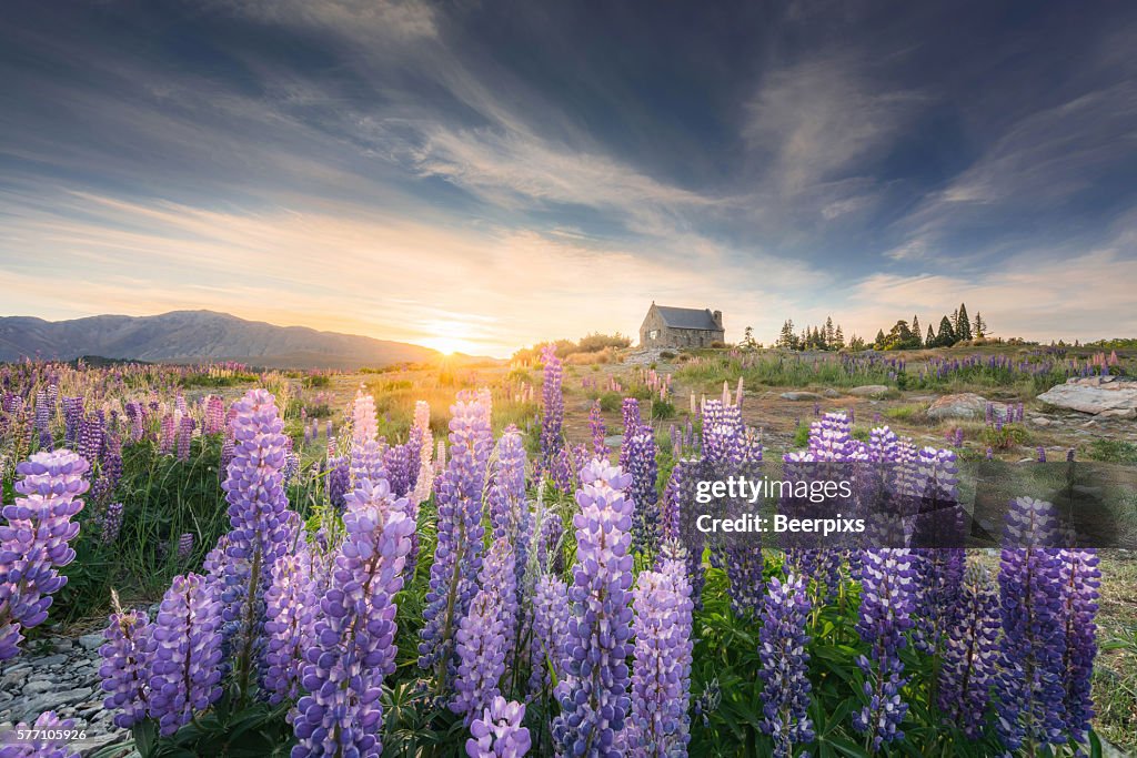 Sunrise at Church of the Good Shepherd with blooming lupine in Lake Tekapo in New Zealand.