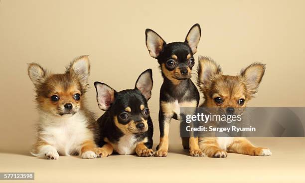 chihuahua puppies - perro faldero fotografías e imágenes de stock