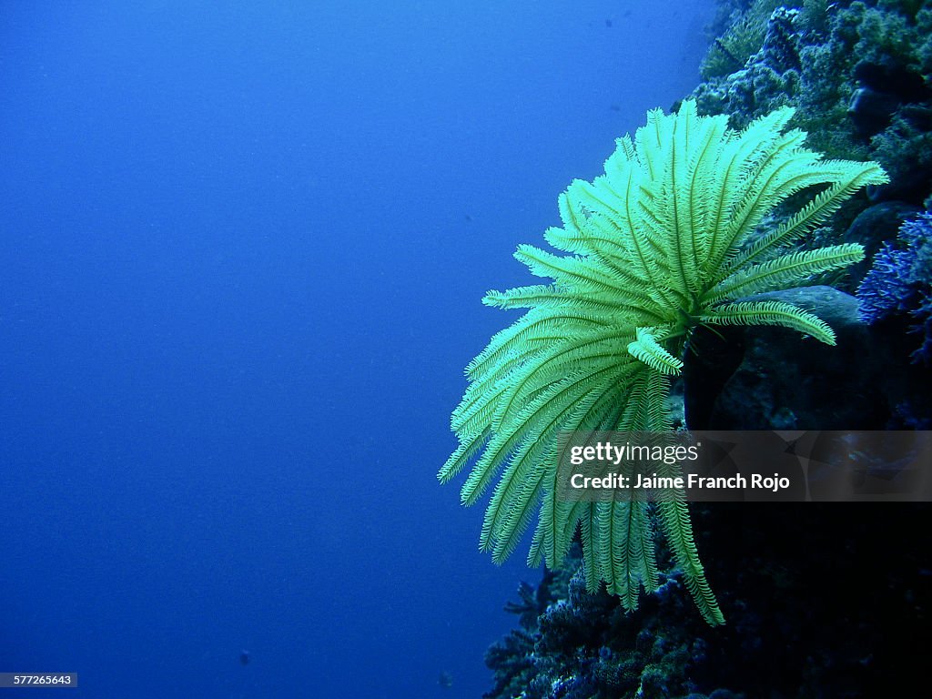 Feather star in blue