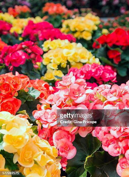 bunch of begonia flowers - begonia tuberhybrida stock pictures, royalty-free photos & images