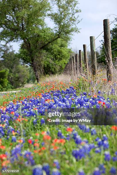 texas wildflowers in bloom - texas bluebonnet stock-fotos und bilder